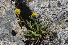 Ivesia lycopodioides