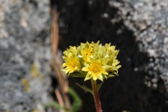 Ivesia lycopodioides