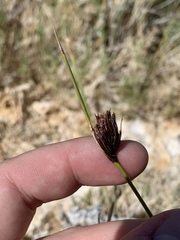 Schoenus nigricans
