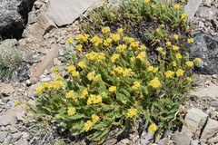 Ivesia lycopodioides