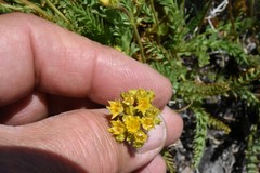 Ivesia lycopodioides