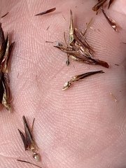 Schoenus nigricans