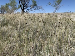 Schoenus nigricans