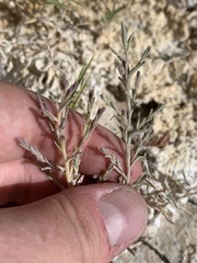 Chloropyron tecopense