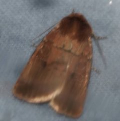 Orthodes cynica