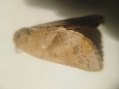 Clostera anastomosis