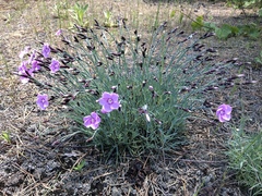 Dianthus plumarius
