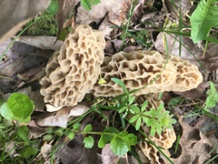 Morchella esculenta