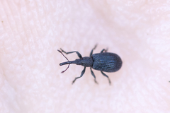 Stenopterapion meliloti