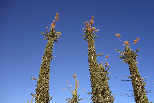 Boojum tree