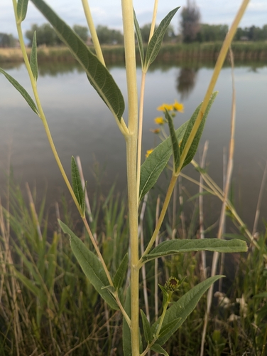 Image of Helianthus nuttallii by (c) Eric Watts, some rights reserved (CC BY)