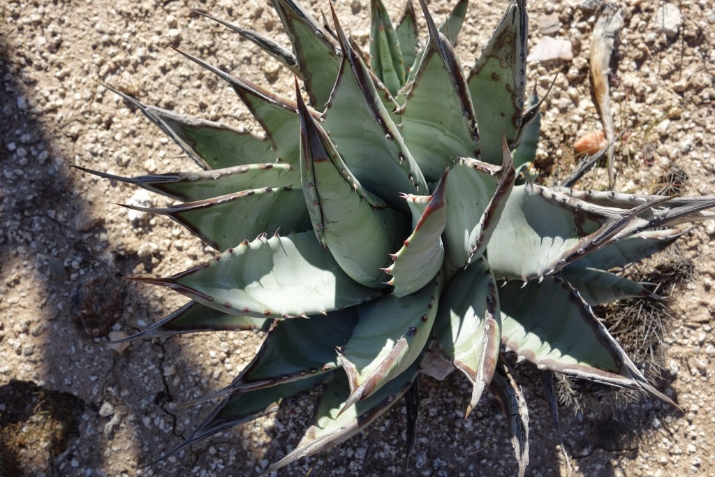 Agave deserti, Baja California, Mexico