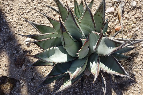 Agave deserti