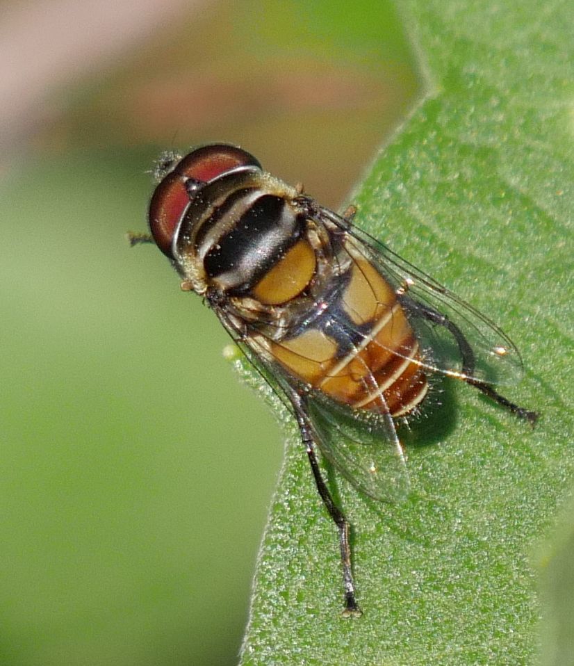 Harlequin Plushback