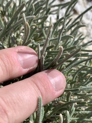 Ivesia kingii eremica