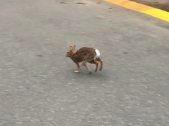Sylvilagus floridanus