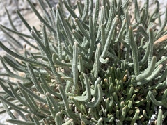 Ivesia kingii eremica