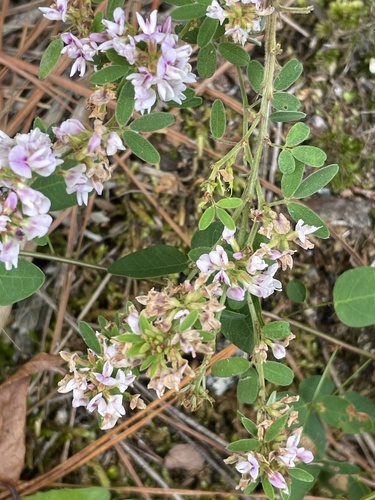 Image of Lespedeza stuevei by no rights reserved