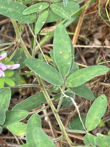 Image of Lespedeza stuevei by no rights reserved