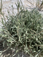 Ivesia kingii eremica