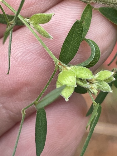 Image of Lespedeza stuevei by no rights reserved