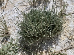 Ivesia kingii eremica