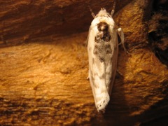 Antaeotricha