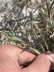 Ivesia kingii eremica
