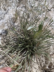 Ivesia kingii eremica