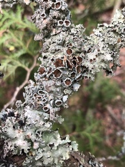 Punctelia caseana