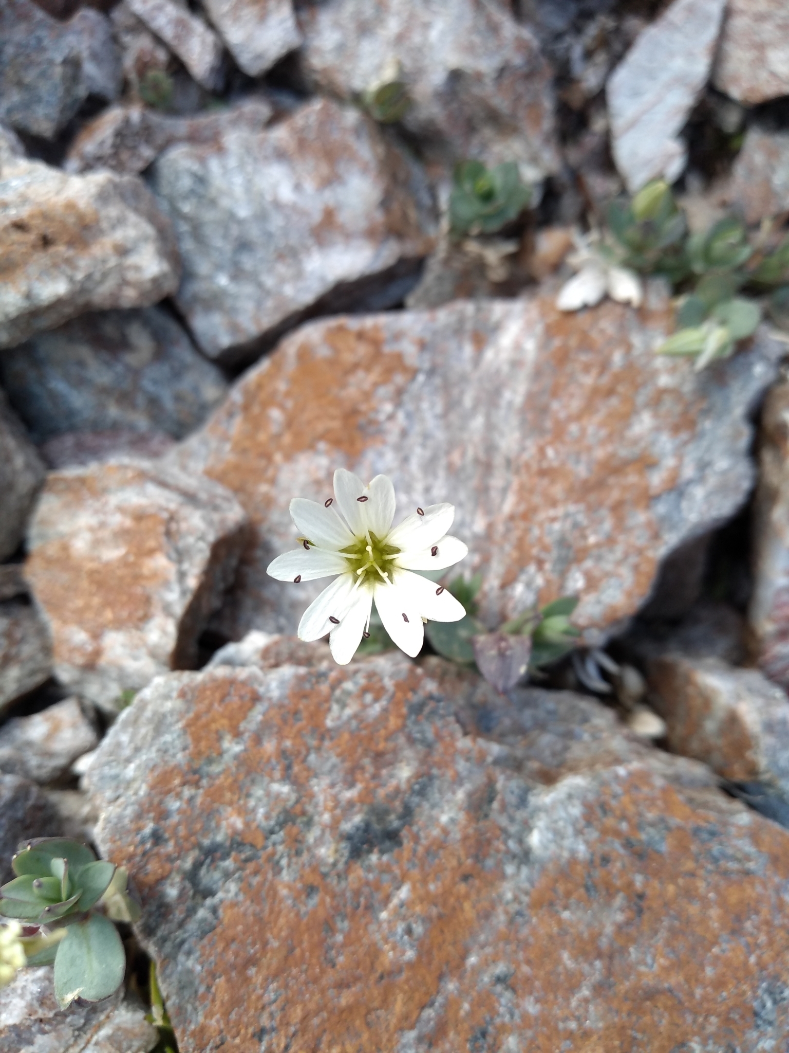 Stellaria alaskana
