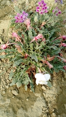 Oenothera cespitosa