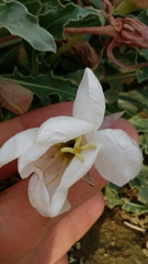 Oenothera cespitosa