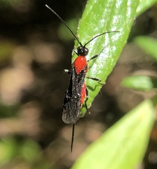 Lytopylus