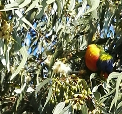 Trichoglossus moluccanus