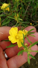 Oenothera serrulata