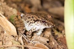 Craugastor fitzingeri