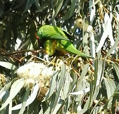 Trichoglossus moluccanus