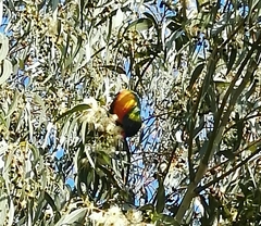 Trichoglossus moluccanus