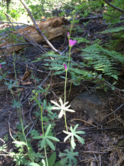 Sidalcea glaucescens