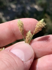 Fimbristylis thermalis