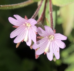 Epilobium glandulosum