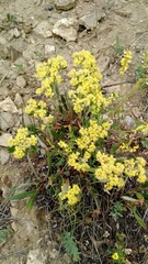 Eriogonum flavum