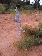 Penstemon comarrhenus
