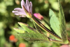 Epilobium glandulosum