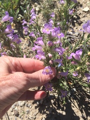 Penstemon auriberbis