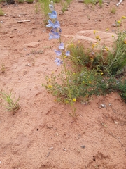 Penstemon comarrhenus
