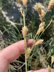 Fimbristylis thermalis