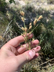 Fimbristylis thermalis