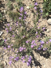 Penstemon auriberbis